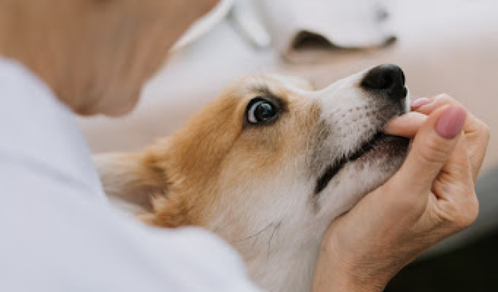 Legal Remedies For A Dog Bite